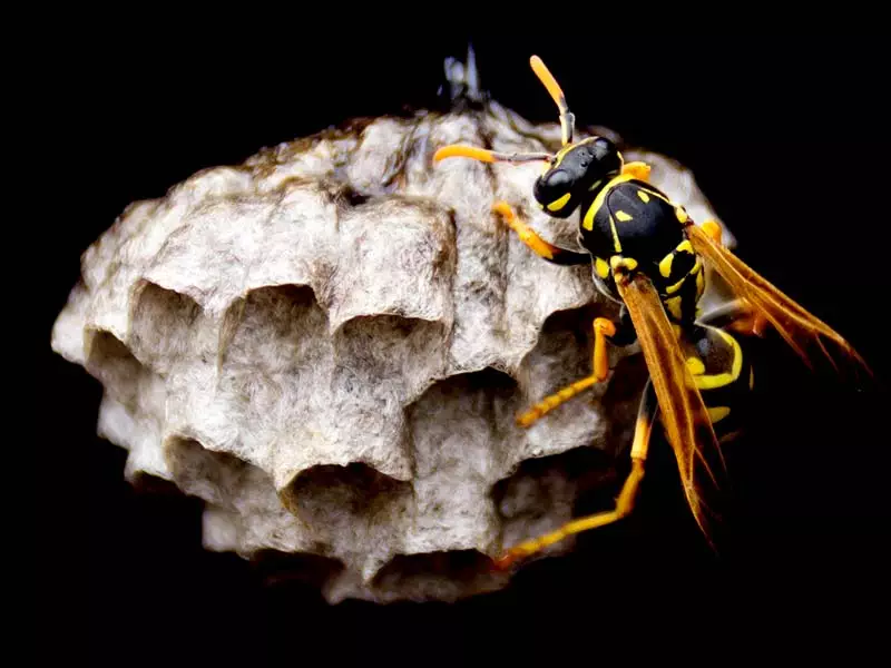 How to get rid of a wasps nests and 100s of other Wasp FAQs